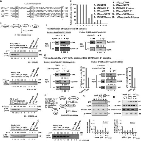 Mechanistic Insights Into Avian Reovirus P17 Modulated Suppression Of