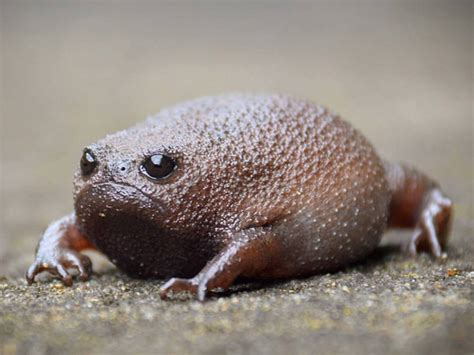 Meet Rain Frog The World S Grumpiest Frog