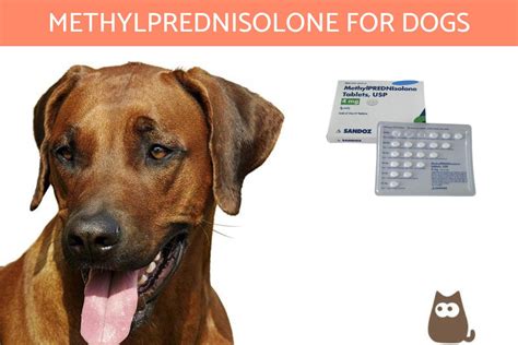 5 Ways Methylprednisolone Helps Dogs