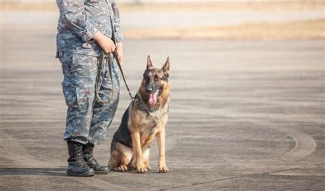 5 Requirements to Become a Military Dog Handler