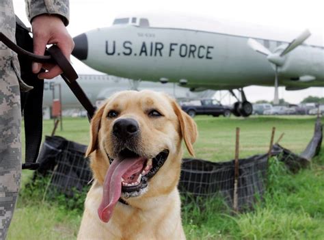 Military Dogs Groups Fight To Elevate Military Dogs Amp 39 Status From Amp 39 Equipment Amp 39 To Amp 39 Members Of