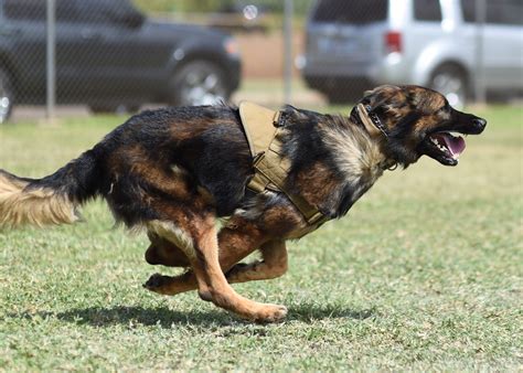 Military Working Dog Handlers Take Bite For Training Pacific Air