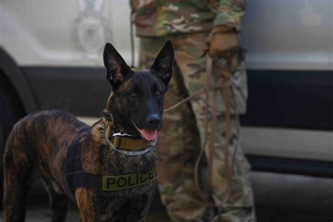 Military Working Dogs Handlers Stick Together Nellis Air Force Base