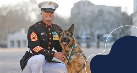 Military Working Dogs What You Need To Know About These Courageous Canines Bechewy