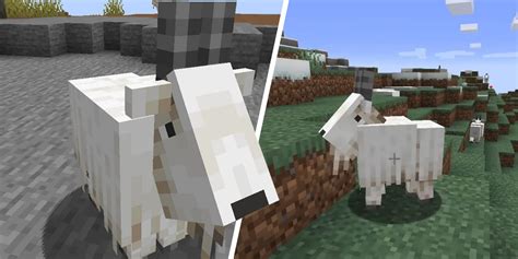 Minecraft How To Find Goat Horns What They Re For