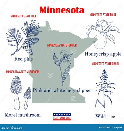 Minnesota Set Of Usa Official State Symbols Vector Image