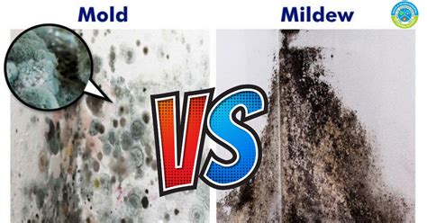 Understanding and Preventing Household Mold Growth