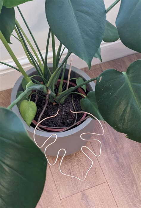 5 Ways to Support Your Monstera Plant