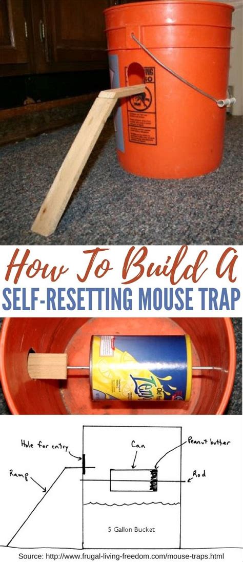 Mouse Trap Mouse Trap Using 5 Gallon Bucket