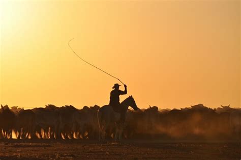 Mustering Davenport Downs Station Winton Australia Horsemanship