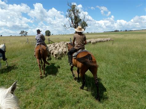 Mustering On Horseback Stevensirski