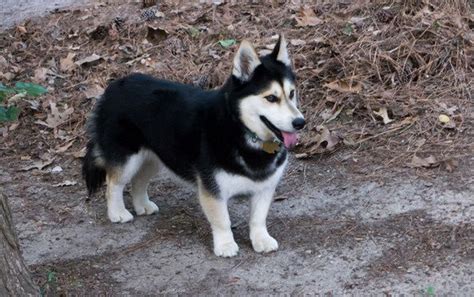 Mutt Math Husky Corgi Brenda Malcom Corgi Husky Mix Mixed Breed