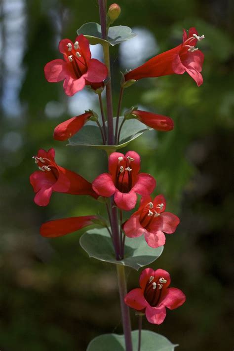 Native Oklahoma Plants Plants Bb