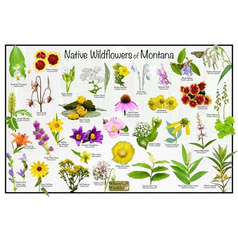 Native Wildflowers Of Montana State Flower Field Guide Etsy In 2023 Picture Identification