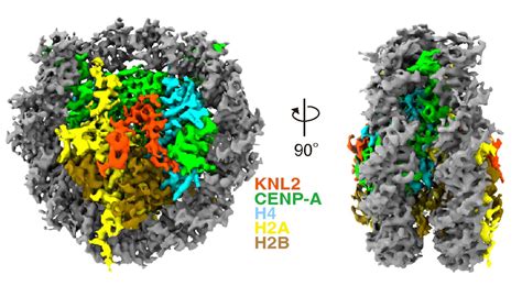 New Insights Into Centromere Structure