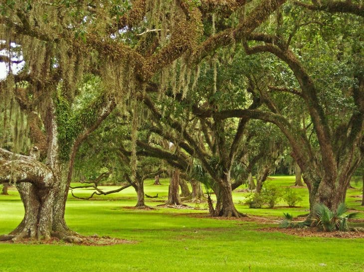 Oak Trees Pictures Amp Facts On The Oak Tree Species