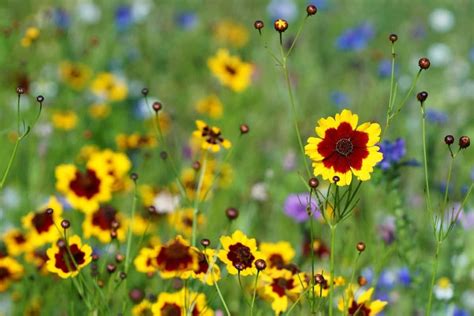 Oklahoma Native Flowers And Plants