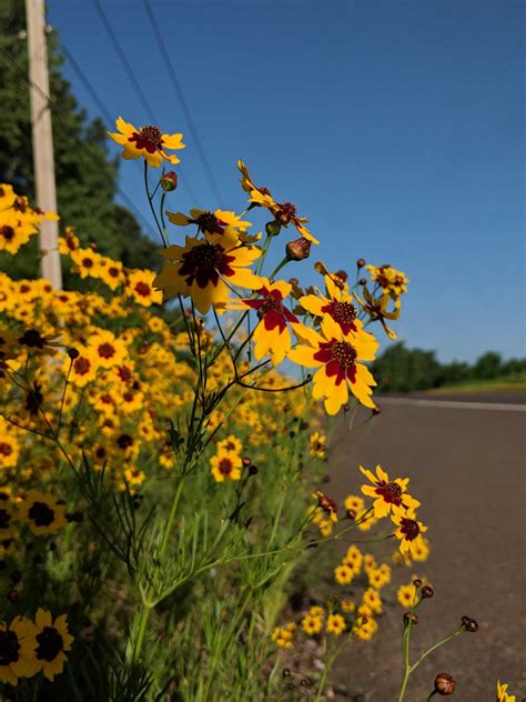 Oklahoma Wildflowers 5 Most Beautiful Wildflowers How To Grow Them