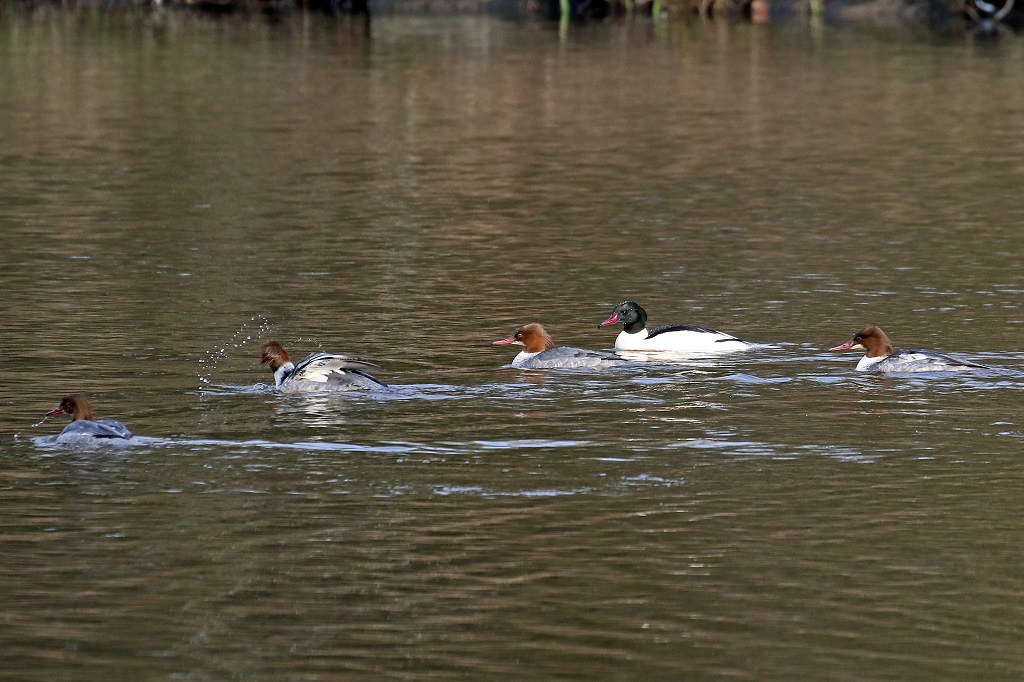 Orrell Water Park 07 02 2024 North West Air News