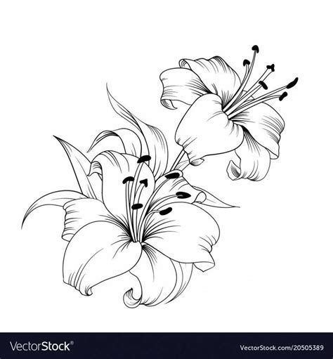 Lily Tattoo Design Outline Ideas