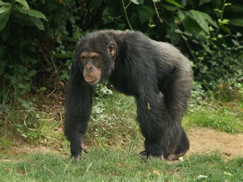 Pan Troglodytes Incisors Width Revealed