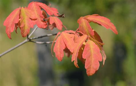 Paperbark Maple Acer Griseum A Perfect Small Tree Gardenfrontier