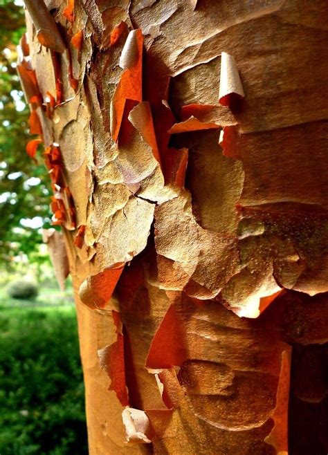 Paperbark Maple Acer Griseum Hardy Tree Paper Bark 5 Large Etsy