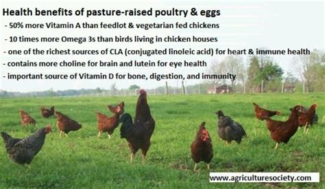 Pasture Raised Chicken Rotational Grazing Joel Salatin Polyface Farm Pasture Raised Grass