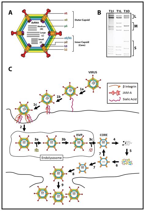 Pdf Activated Ras Signaling Pathways And Reovirus Oncolysis An