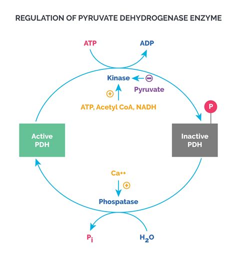 CDK Regulation of PDH: Unlocking Cellular Energy Control