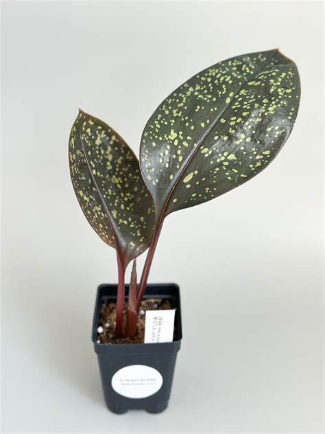 Pelexia Laxa Jewel Orchid 855 Tl Plant Studio