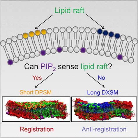 Phosphatidylinositol 4 5 Bisphosphate Sensing Lipid Raft Via Inter