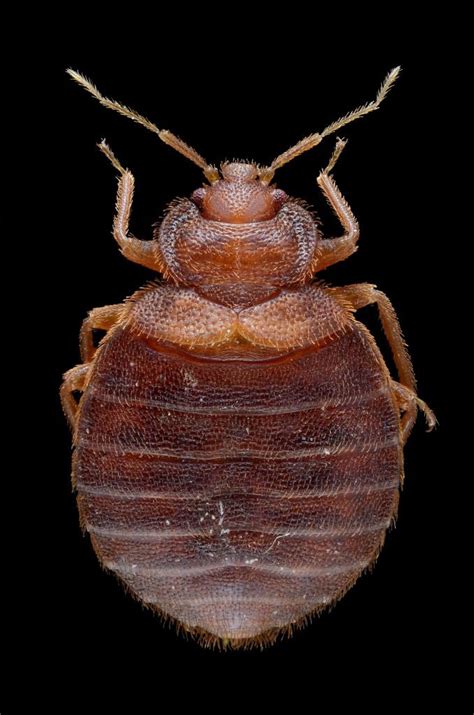 Pictures Of Adult Bed Bugs Bed Bug Guide