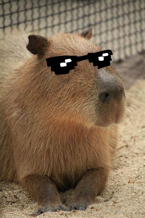 Pin By Vi Halla On Animals Capybara Pet Funny Animals Cute Animals