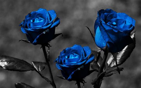 Pin On Blue Rose