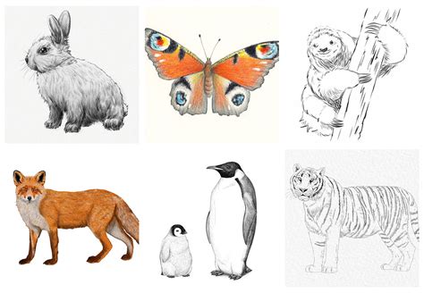 Pin On How To Draw Animals