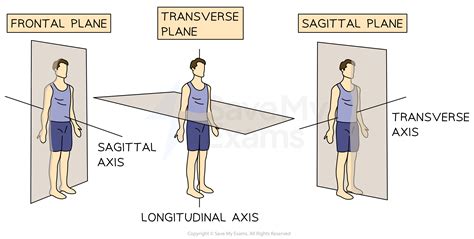 Planes And Axes Of Movement Movement Analysis In Sport Aqa Gcse