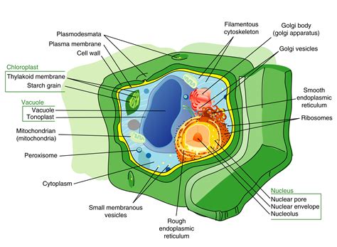 Plant Cell Structure