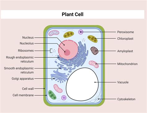 Plants Cells