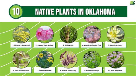 Oklahoma Native Plants Printable Guide