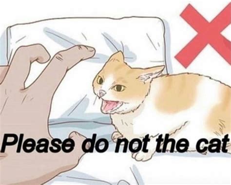 Respect the Pet: Please Do Not Touch the Cat