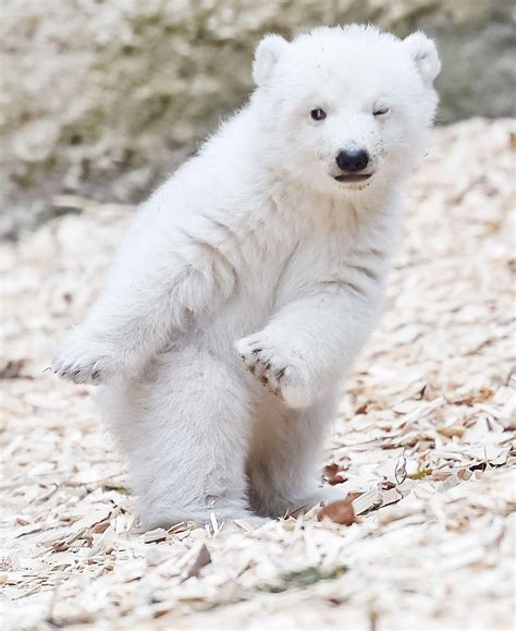 Polar Bears: The Cuddly Face of the Arctic