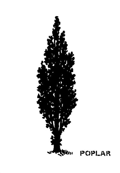 Poplar Tree Silhouette Poplar Tree Tree Silhouette Tree Graphic