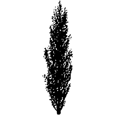 Poplar Tree Silhouette Vector Png Poplar Black And White Trees Symbols Drawing Bw Png Image