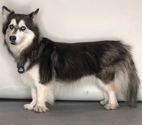 Portrait Of Corgi Husky Mix Dog Stock Photo Adobe Stock