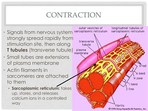 Ppt Chapter 37 Powerpoint Presentation Free Download Id 589850