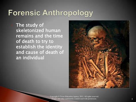 Ppt Forensic Anthropology Powerpoint Presentation Free Download Id