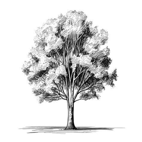 Premium Vector Hand Drawn Sketch Poplar Tree Illustration