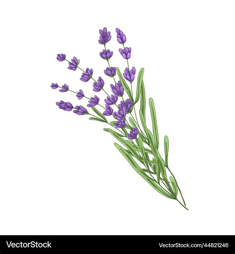 Premium Vector Set Of Lavender Flower Line Art Drawing Hand Drawn