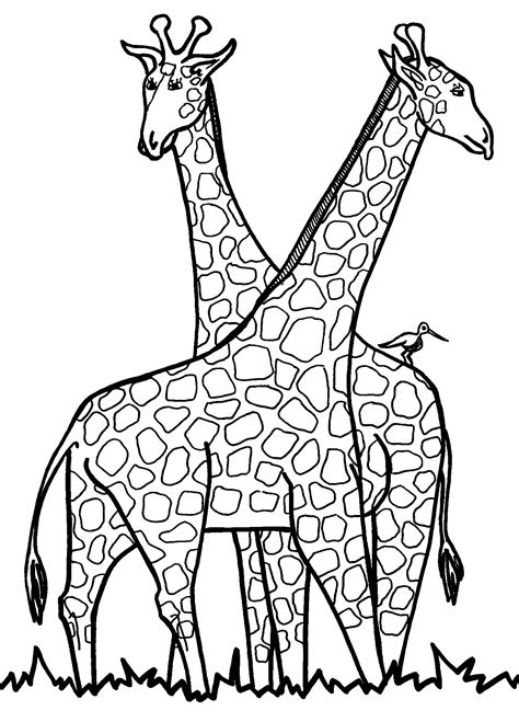 Printable Giraffe Coloring Pictures for Kids